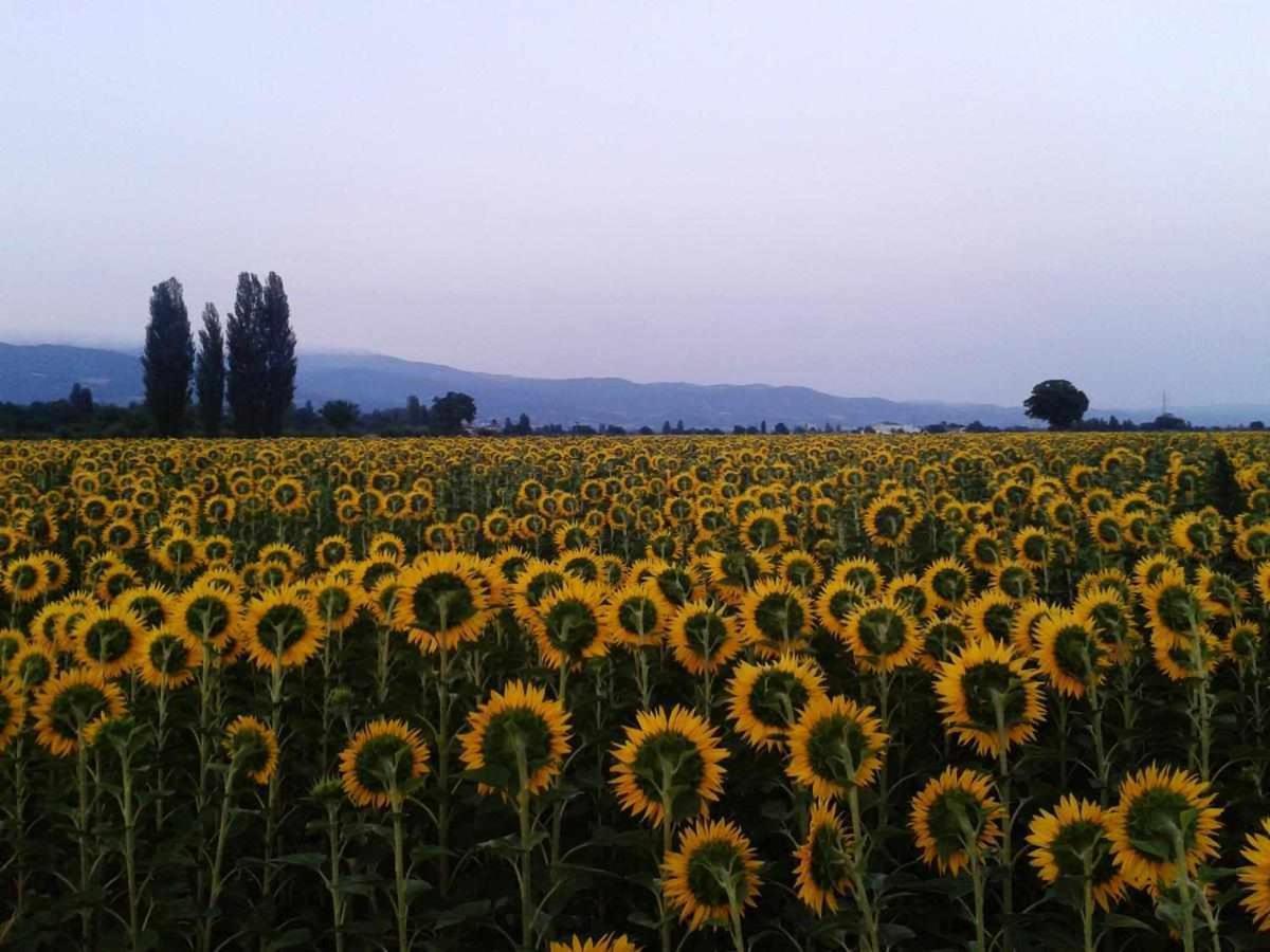 Appartamenti Con Cucina Nelle Colline Toscane Anghiari Bagian luar foto